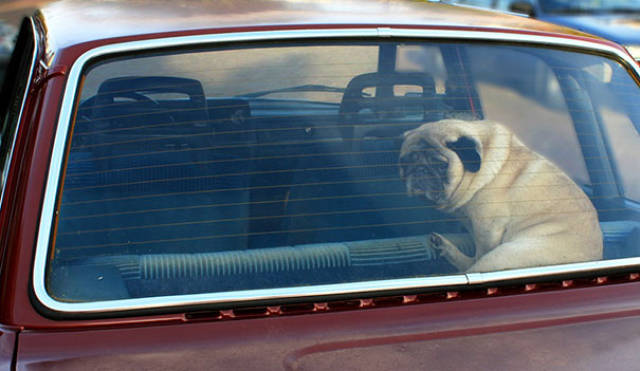 Ось чому НІКОЛИ не можна залишати собаку в машині у спекотний день!