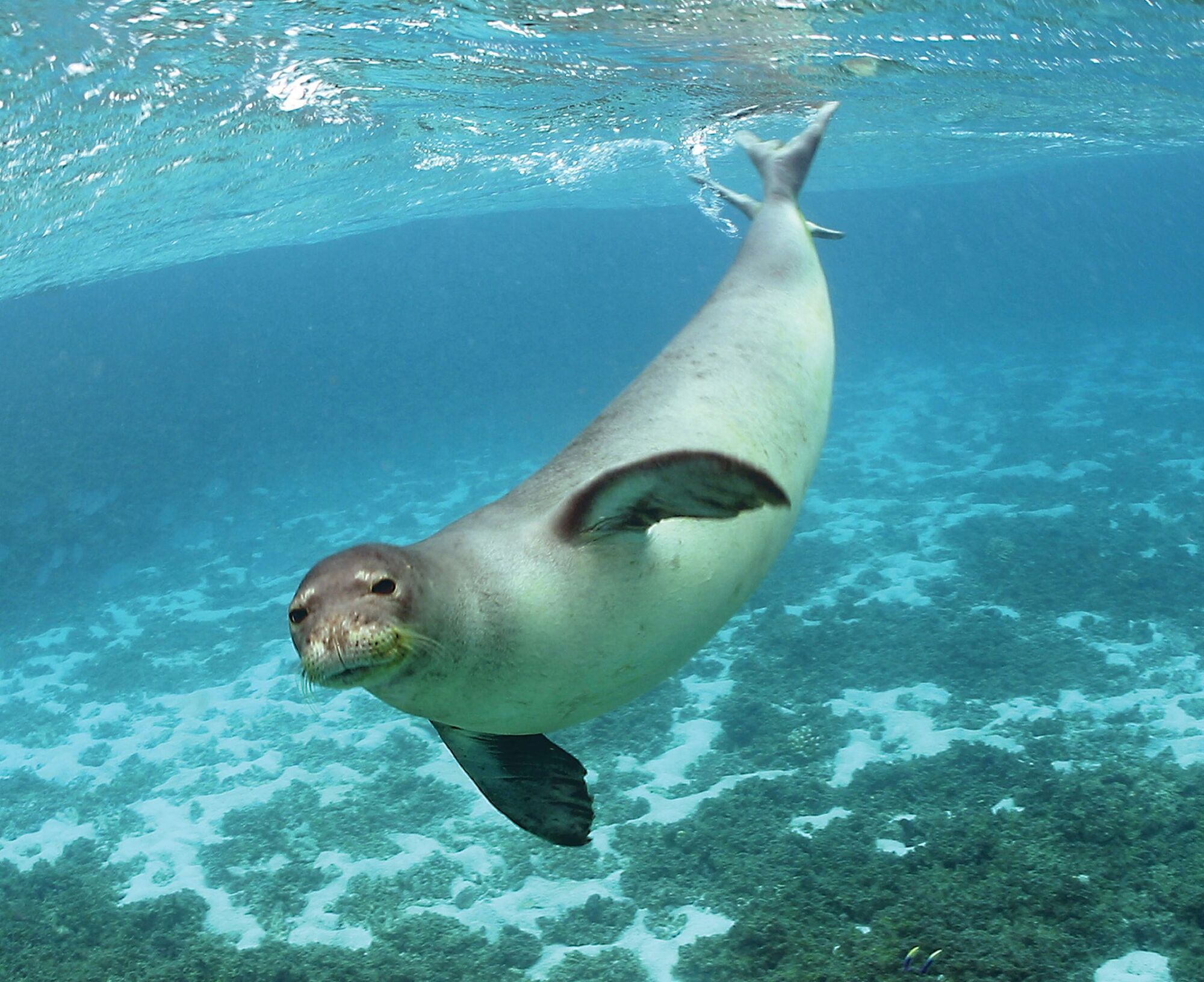 У Чорному морі мешкає білочеревий тюлень (тюлень-монах)